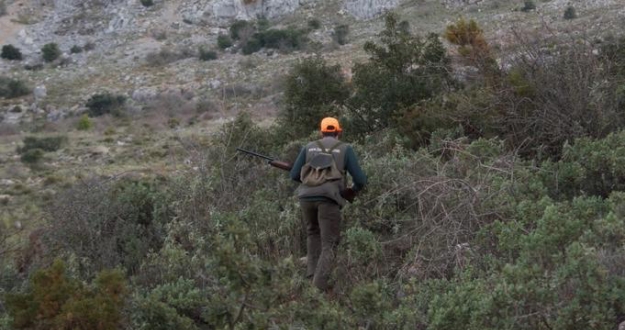 La Junta sigue sin permitir la caza en mano del jabalí en Jaén pese a autorizarla en el Decreto de simplificación